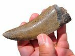 Beastly Serrated Tyrannosaurus (T-Rex) Tooth - Montana #297611-3